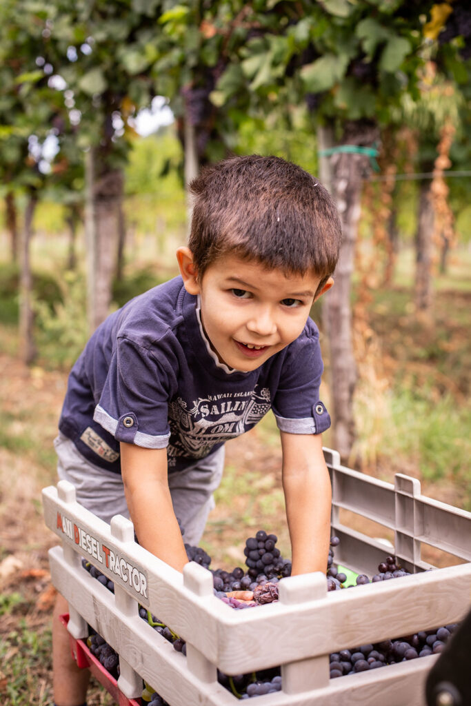 A child with hands immersed in a crate full of grapes, symbolising tradition and family heritage at Borgo Savaian winery.