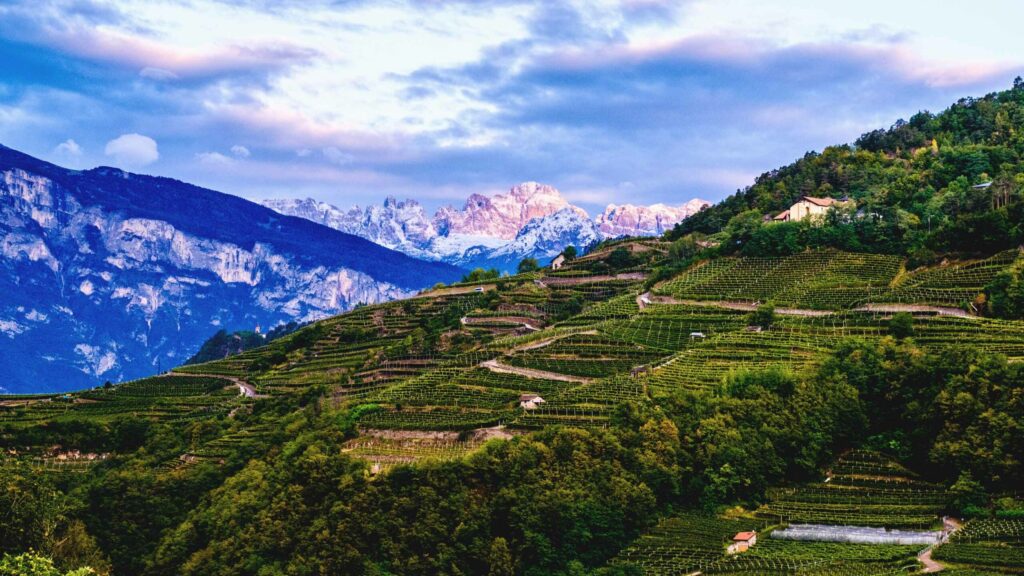 Vineyards of Corvée framed by the Dolomites in Val di Cembra.