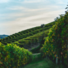 Immersed in a picturesque Italian vineyard with rows of lush grapevines under a warm golden light to discover Rare Italian Wines.