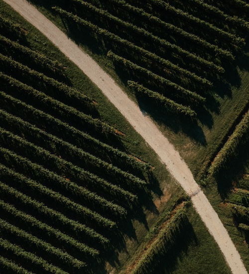 A picturesque Italian vineyard under the sun, symbolising tradition and terroir.