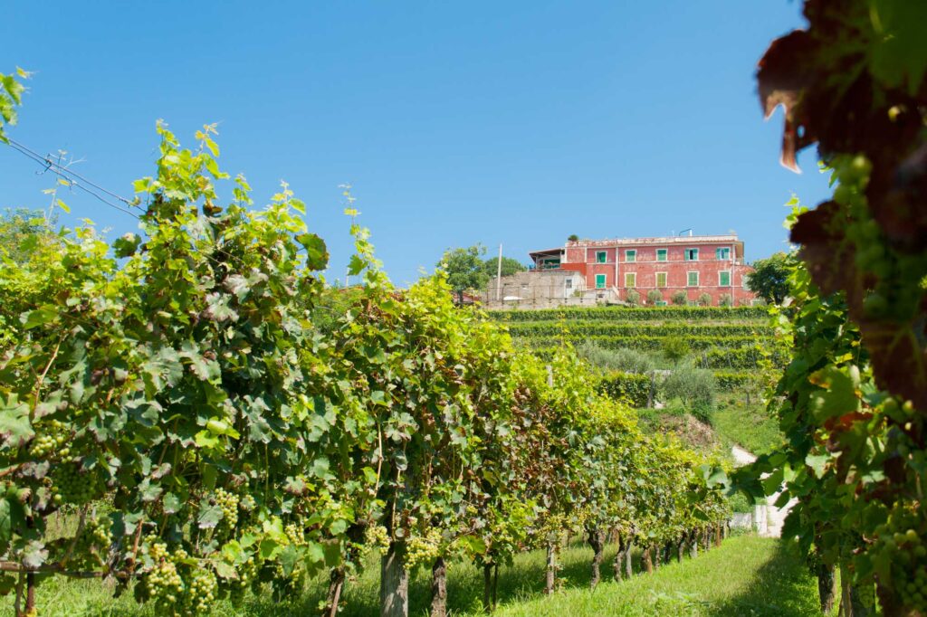 Cantine Astroni winery, surrounded by the lush vineyards of the Campi Flegrei, overlooking the volcanic landscape.